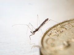 Empicoris rubromaculatus