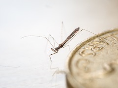 Empicoris rubromaculatus