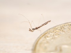 Empicoris rubromaculatus