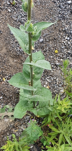 Verbascum rotundifolium image