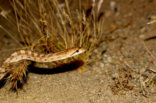 Western Glossy Snake