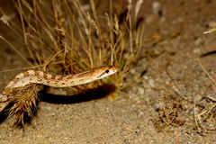 Arizona elegans candida