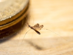 Empicoris rubromaculatus