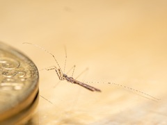 Empicoris rubromaculatus