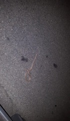 Arizona elegans candida