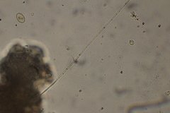 Oscillatoria redekei