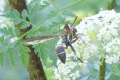 Polybiomyia schnablei