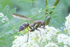 Polybiomyia schnablei