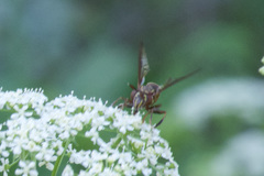 Polybiomyia schnablei