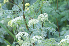 Polybiomyia schnablei