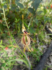Caladenia plicata