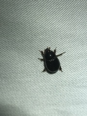 Hybosorus