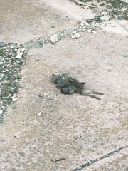 Rallus limicola