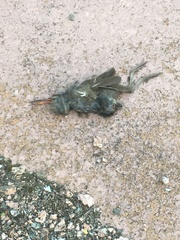 Rallus limicola
