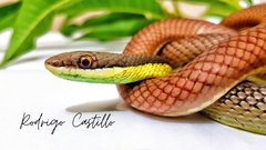 Philodryas mattogrossensis