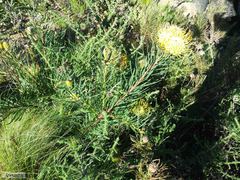 Leucospermum lineare