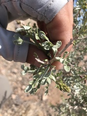 Psorothamnus fremontii