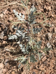 Psorothamnus fremontii