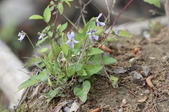 Viola edulis