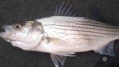Morone chrysops × saxatilis