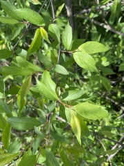Prunus hortulana