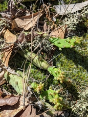 Opuntia drummondii