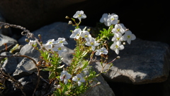 Veronica linifolia