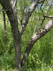 Prunus hortulana