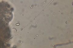 Oscillatoria redekei