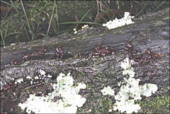 Phaeotremella fimbriata
