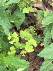 Euphorbia ouachitana