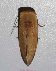 Maschane