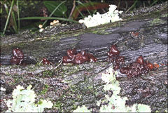 Phaeotremella fimbriata