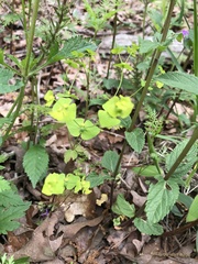 Euphorbia ouachitana