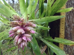 Tillandsia biflora