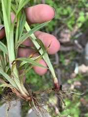 Carex corrugata