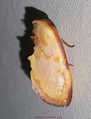 Maschane