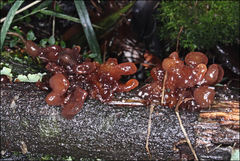 Phaeotremella fimbriata
