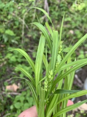 Carex corrugata