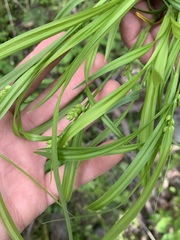 Carex corrugata