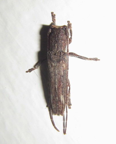 Genus Batrachorhina · iNaturalist