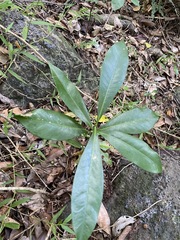 Atractocarpus benthamianus