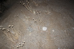 Arizona elegans candida