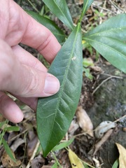 Atractocarpus benthamianus