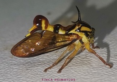 Heteronotus vespiformes