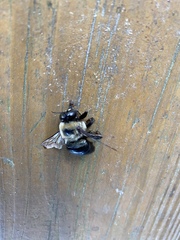 Xylocopa virginica image