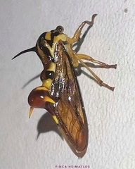 Heteronotus vespiformes