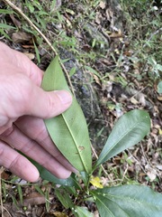 Atractocarpus benthamianus