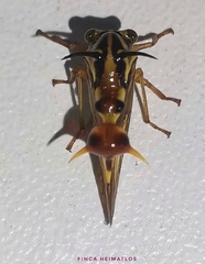 Heteronotus vespiformes