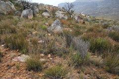 Heliophila juncea